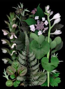 Botanical Images: 9 Divine Color Combinations